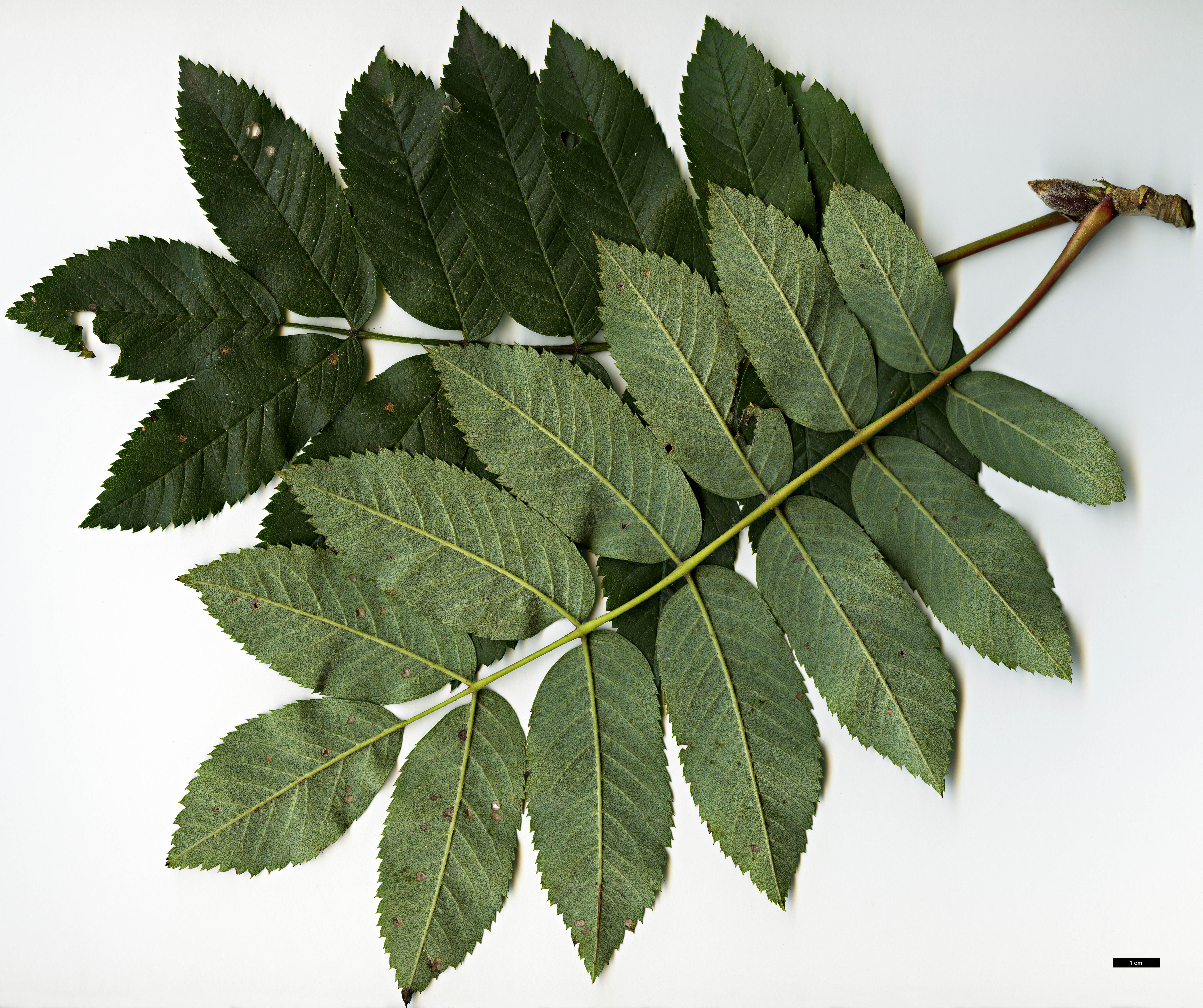 High resolution image: Family: Rosaceae - Genus: Sorbus - Taxon: aucuparia - SpeciesSub: subsp. pohuashanensis